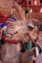 Such a pretty camel - check out the smile - at Petra