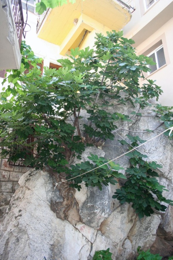 How does this figtree live off this rock?  