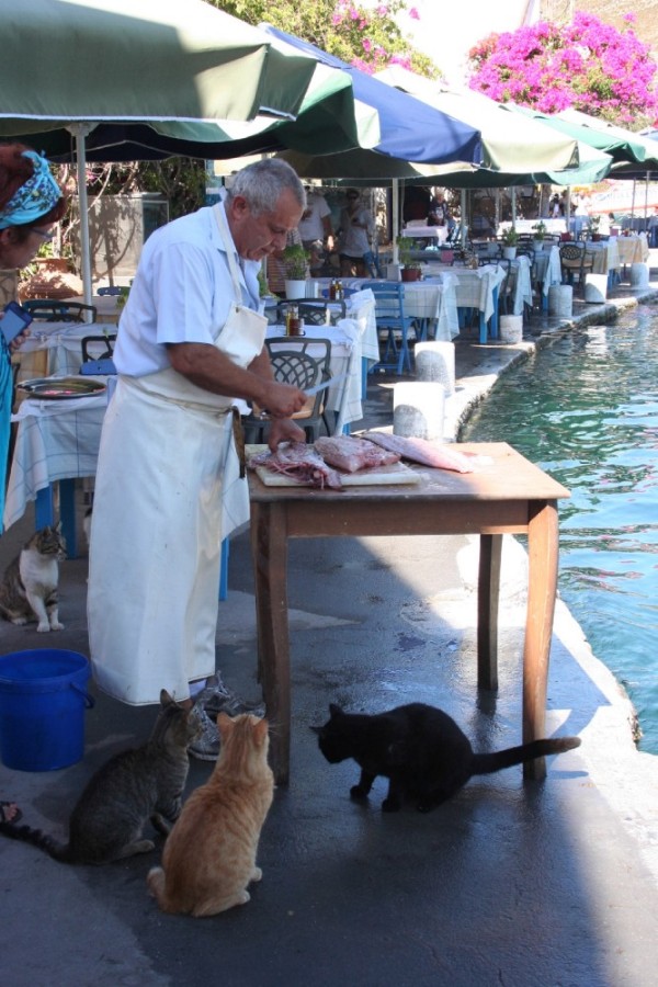 Waterfront at Kastellorizo with the cats enjoying the fish filleting
