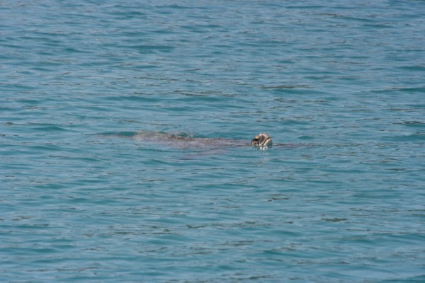 One of our turtle friends in Gokkaya - they were hard to catch coming up for air