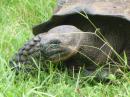 Tortoise: Love the giant tortoises in the Galapagos