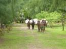 Anaho: These donkeys walk two days to the market