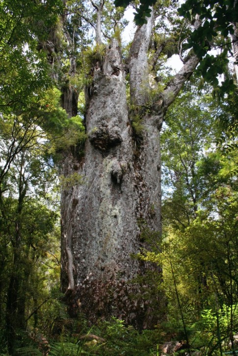 Tane Mahuta, King of the Kauri Trees.  These awesome trees are only found in New Zealand.  They rebuilt San Francisco with Kauri trees after the big fire.  