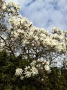 Spring in Vancouver at its best.  One of my favorite Magnolia trees