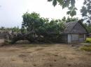 Just missed: This tree looked like it just missed destroying this home in the last cyclone