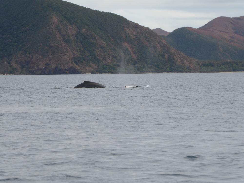 Three Whales in lagoon: Family of whales off our port side, were closer but swam away by the time we grabbed our cameras