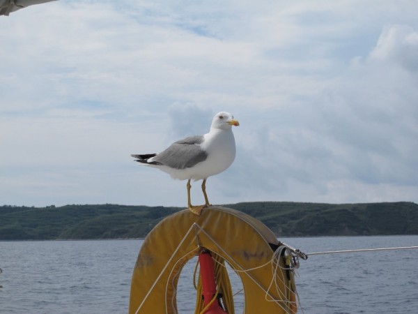 This seagull kept coming back to perch on our life buoy, he was really tame and we fed him bread