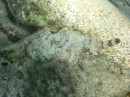 Spotted Scorpionfish, a rare find while snorkeling