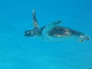 Lots of beautiful turtles to swim with 