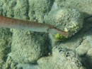 Trumpetfish, liked this ones colour