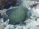 French Angelfish, these guys are sooooo friendly will eat out of your hand