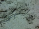 Sea snake with his trumpetfish friend