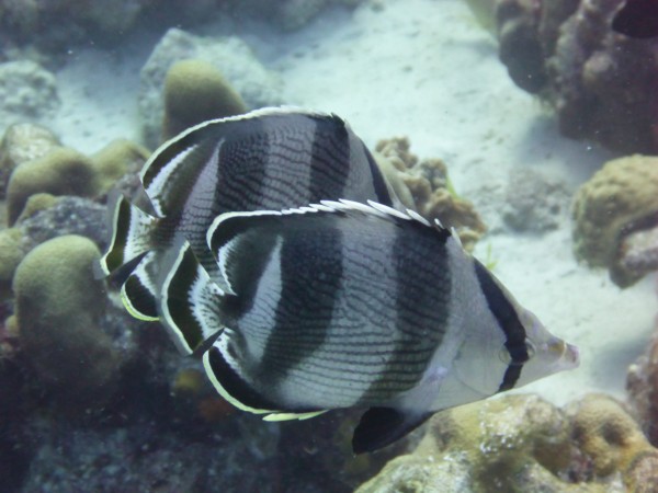 Banded Butterfly fish