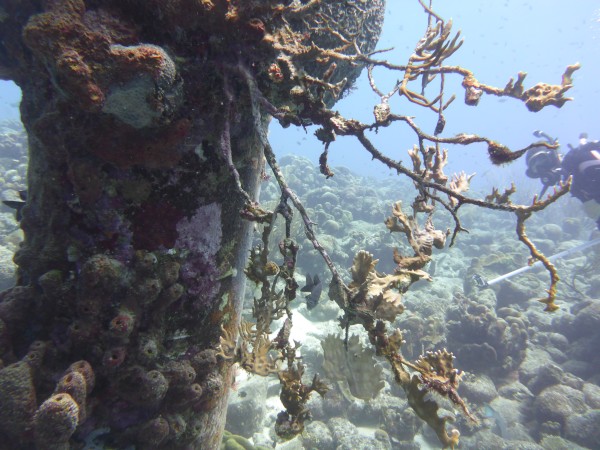 Elkhorn coral at pier with Suzy diving