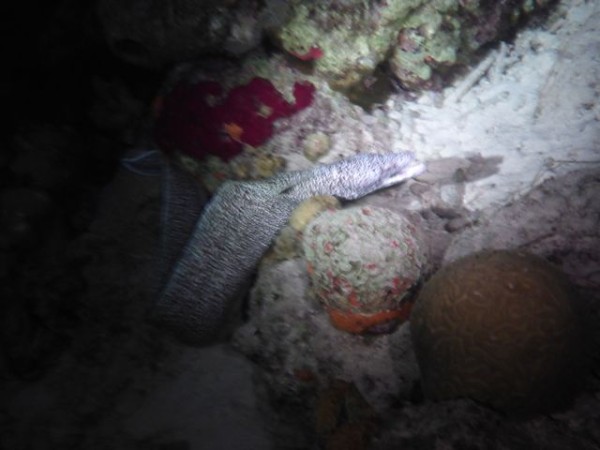 Morey eel at night