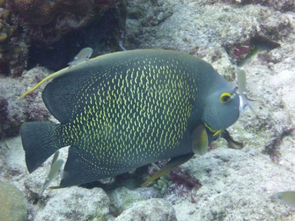 French Angelfish, these guys are sooooo friendly will eat out of your hand