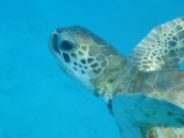 Turtle at Klein Curacao