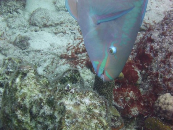 Took this snorkeling of a parrotfish chomping on coral