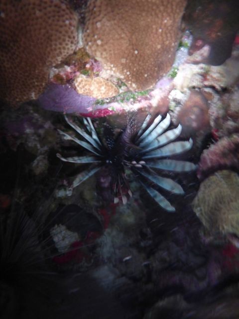 Lionfish at night.  Locals are allowed to fish them and they are excellent tucker