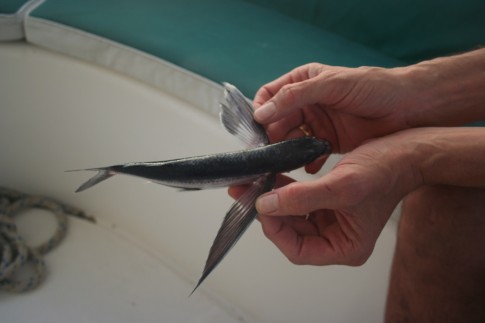Flying fish that tried to hitch a lift - poor thing