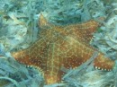 Beautiful star fish