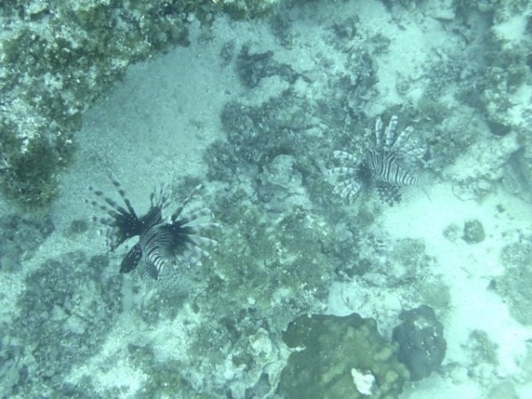 Not one, but two Lionfish 
