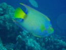 Queen Angelfish - one of my favorites, so colourful