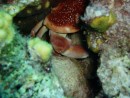 Do not get many crabs like this, spotted this on our afternoon dive