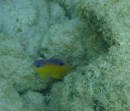 Fairy Basslet, very shy, but managed to catch a photo of while snorkeling 