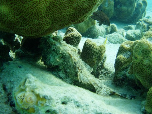 Scorpionfish, hiding under coral by our boat which we found snorkeling