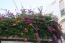Just love the colour of these flowers on a roof in Lagos