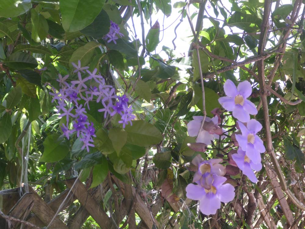 Flowers: A couple of the beautiful flowers on Roatan, a lovely colour