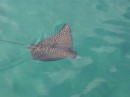 Lots of spotted eagle rays off bridge between the islands