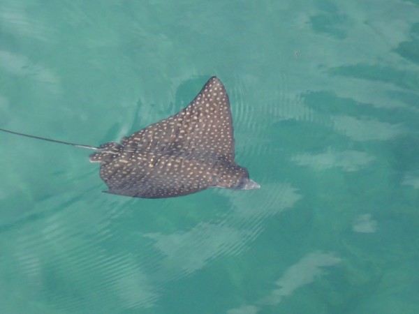 Lots of spotted eagle rays off bridge between the islands