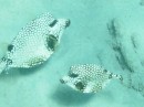 These two Trunkfish were very friendly