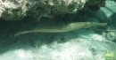 Large Trumpet fish hiding under reef
