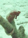 Very rare find while snorkeling.  A small seahorse hanging onto piece of coral.