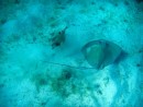 Trunk fish and stingray making friends