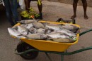 Fish for sail in Cape Verdes