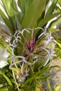 Barbados favorite flower
