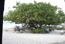 Spent New Year under this tree at the Barbados Yacht Club