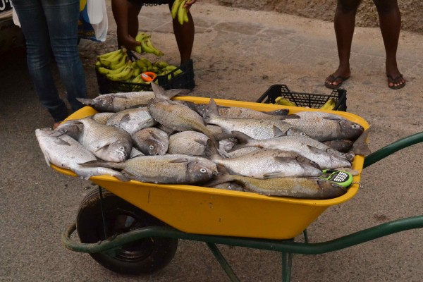 Fish for sail in Cape Verdes