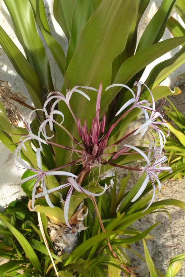Barbados favorite flower