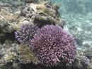Beautiful Coral: Coral 1