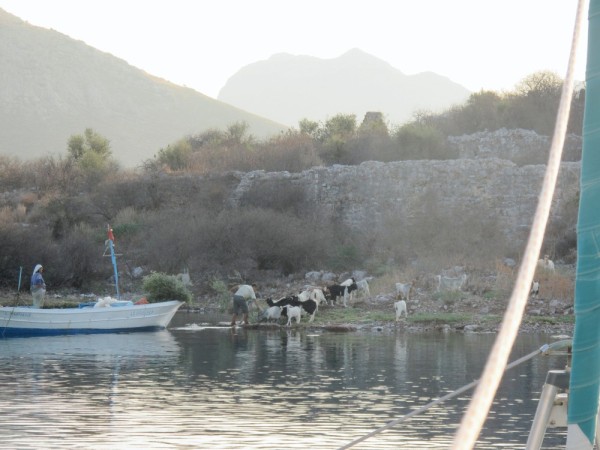Fisherman having fun with the local goats