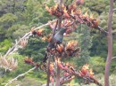 Tui on New Zealand mountain flax