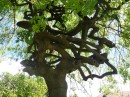 Timaru Tree (more like a sculpture)