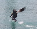 My friendly pelican, who fishes just astern of us - always fun to watch