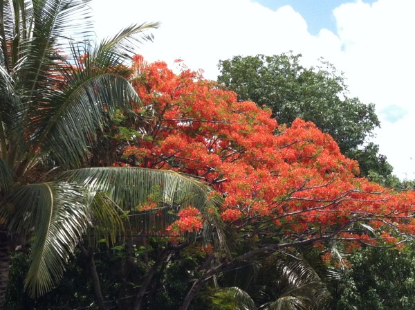 Love these Caribbean trees that blossom all summer