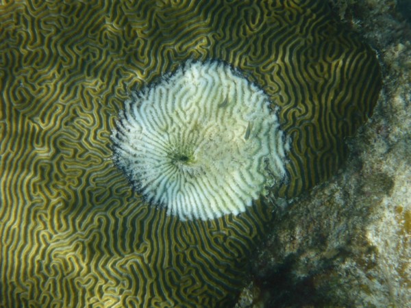 Damaged Brain coral at Culbrita
